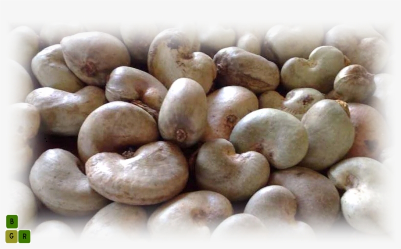 Cashew Nut Extract - Cashew Nuts In Nigeria, transparent png