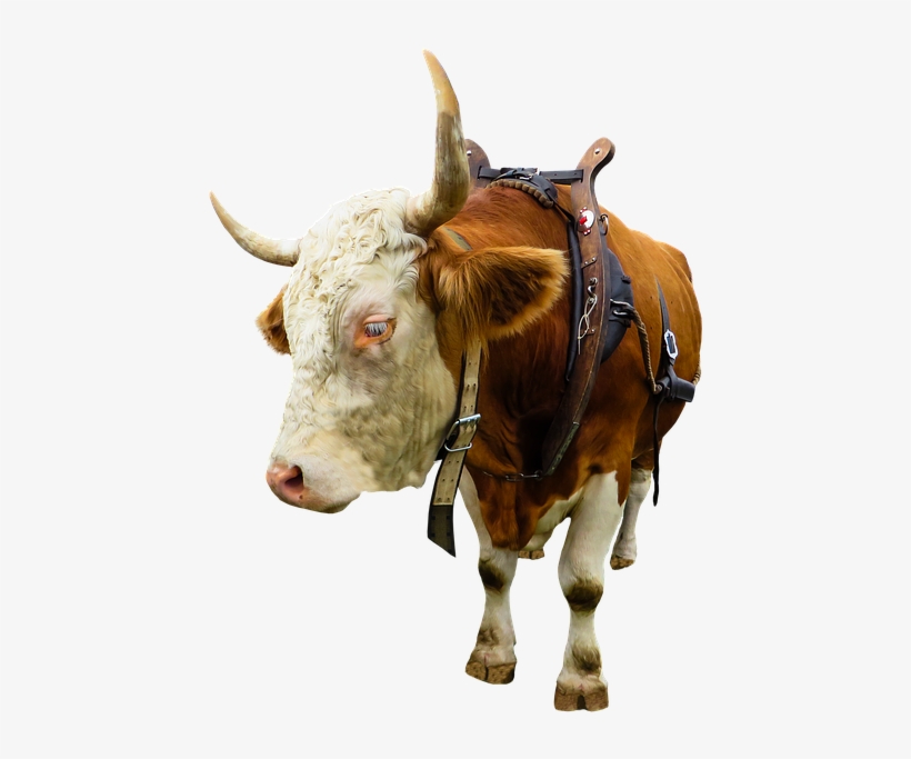 Animal, Cow, Ox, Beef, Isolated, Yoke, Farm - Вол Пнг, transparent png