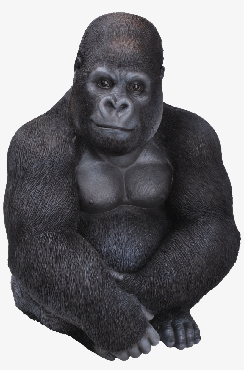 Real Life Gorilla B - Gorilla Sitting Png, transparent png