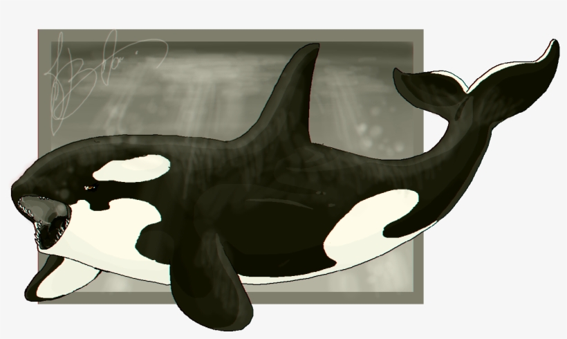 Sea Monster - Killer Whale, transparent png