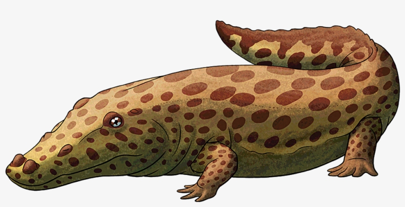 Tumblr Obw68chehf1s5f2yxo1 R1 1280 - Lizard, transparent png