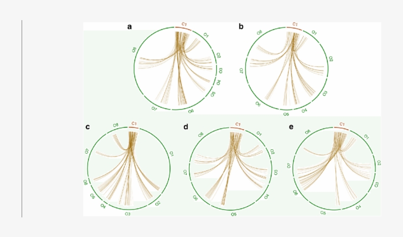 Example Of Five Syntenic Regions With A - Circle, transparent png
