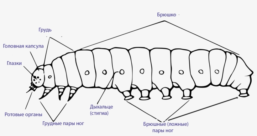 External Morphology Of The Caterpillar Rus - Сколько Ног У Гусеницы, transparent png