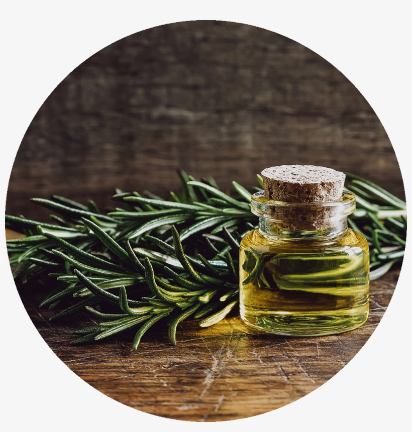 Rosemary, transparent png