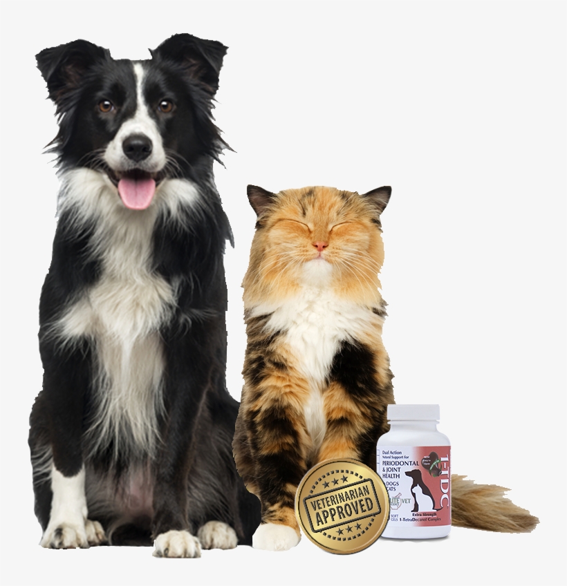 1tdc™ 4 In - Border Collie Royalty Free, transparent png