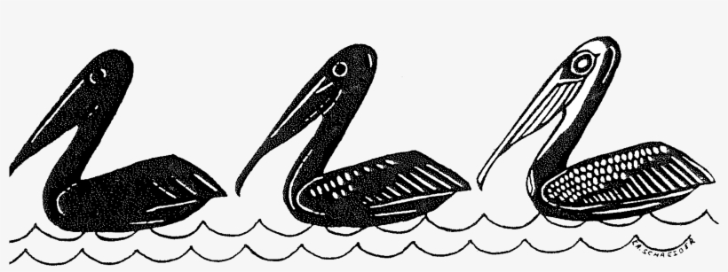 Brown Pelicans C - Illustration, transparent png