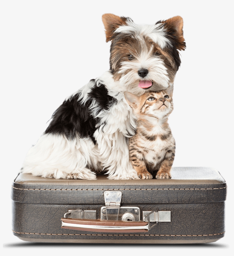 Pet Central Station - Dog And Cat Suitcase, transparent png