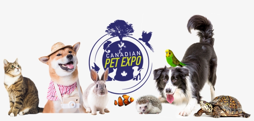 Over 290 Vendor Booths That's All About The Pets, Whether - Border Collie, transparent png
