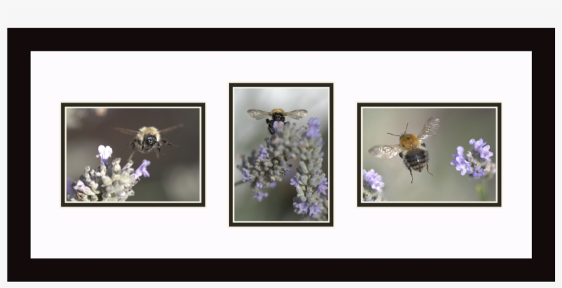 Honey Bees Collecting Nectar, Individual Flying Bumble - Picture Frame, transparent png