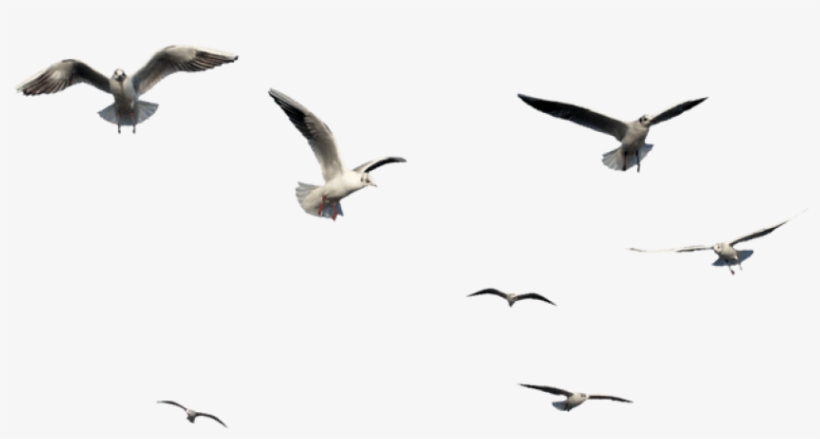 Free Png Download Flying Bird Bird Png Images Background - Flying Bird Bird Png, transparent png