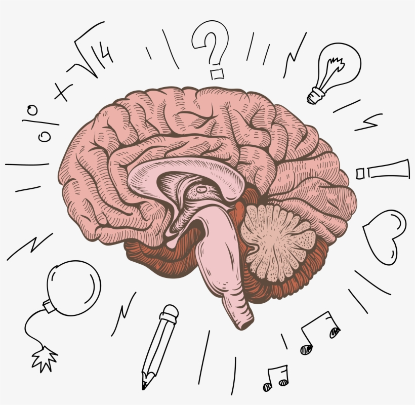 Cerebrum Human Structure Design - Cartoon Human Brain Png, transparent png