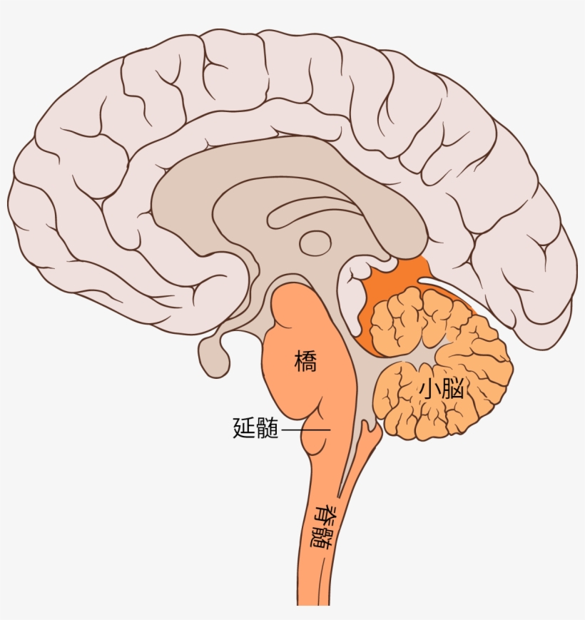 Brain Bulbar Region Ja - Bulbar Region, transparent png