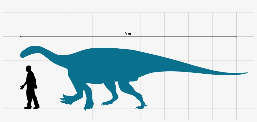 Ledumahadi Size Chart With Human - Dinosaur, transparent png