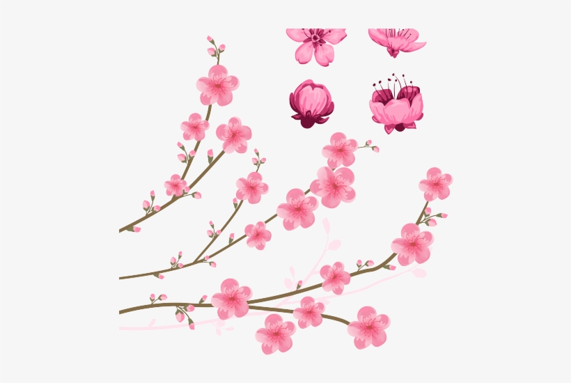 Drawn Sakura Blossom 5 Petal Flower - Flower Vector Png, transparent png