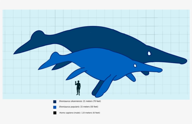 Shonisaurus Compared To A Human Svg - Shonisaurus Sikanniensis, transparent png