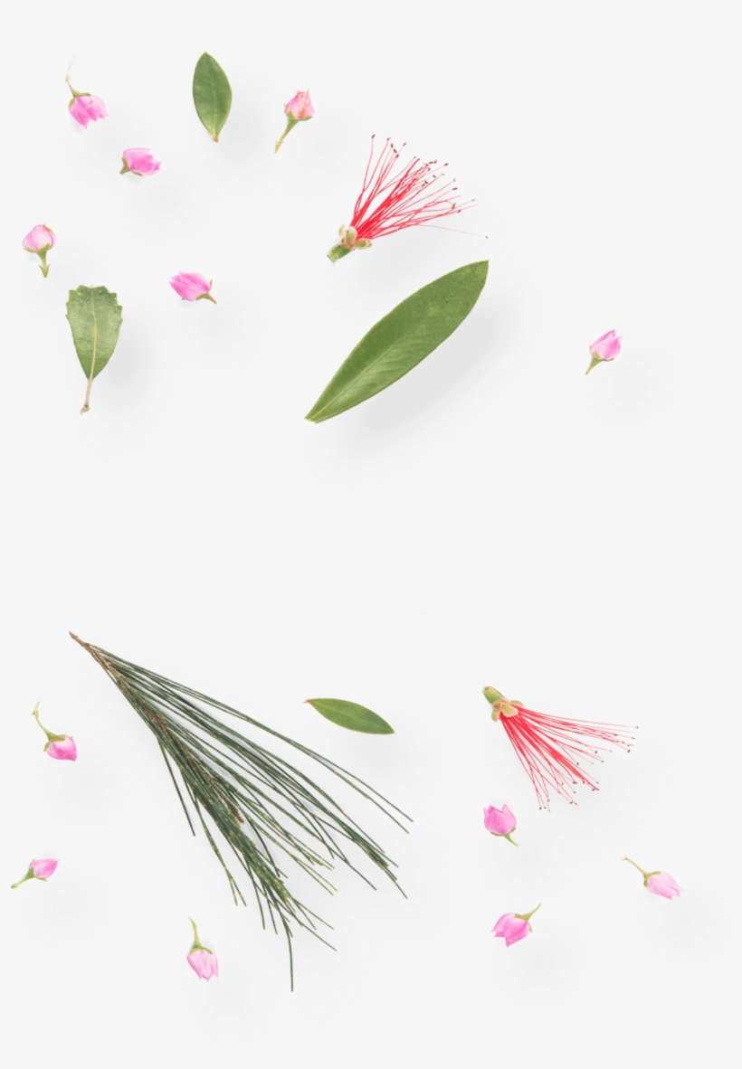 Refreshing Spring Water Infused With Australian Wildflowers - Water Lily, transparent png