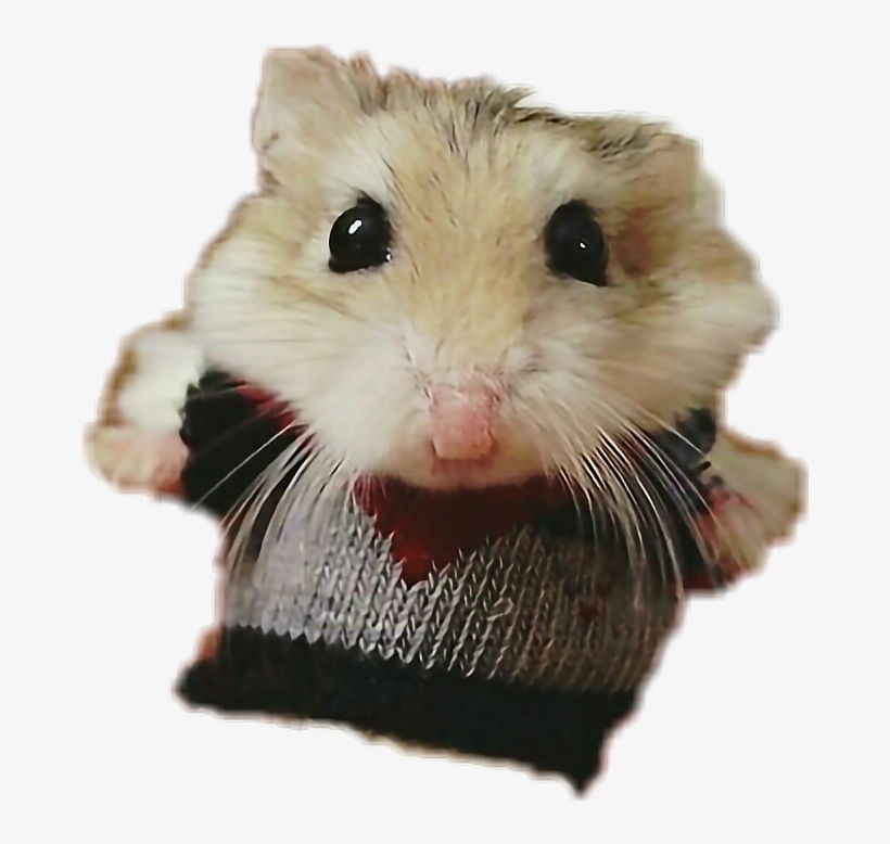 Hamster Hamsters Freetoedit - Hamster In A Sweater, transparent png