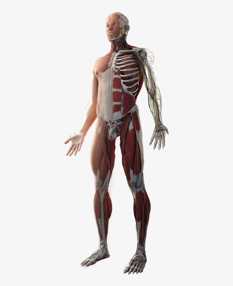 Body - Rib, transparent png