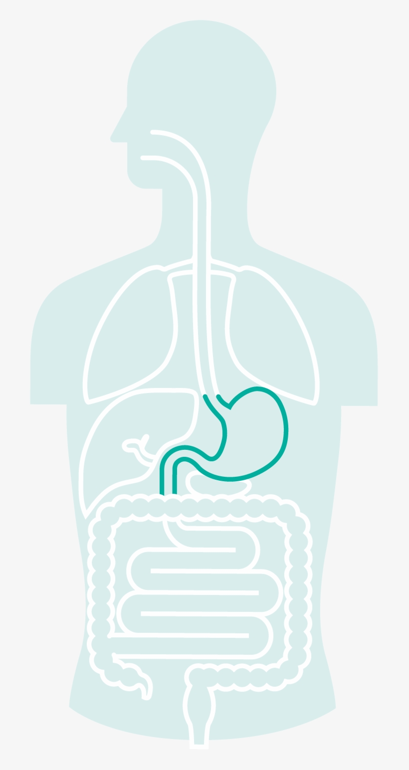 Gi Cancer - Stomach, transparent png