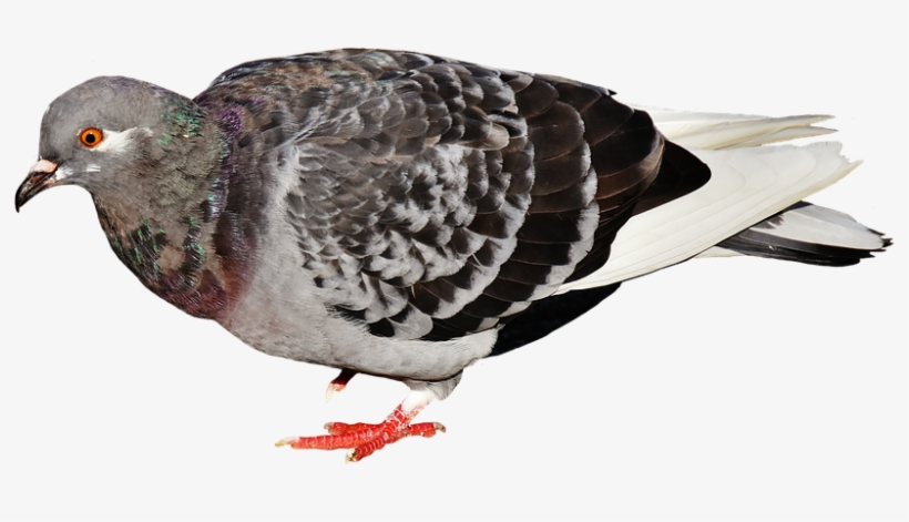 960 X 577 1 - Warna 3d Animasi Pigeon Racing, transparent png