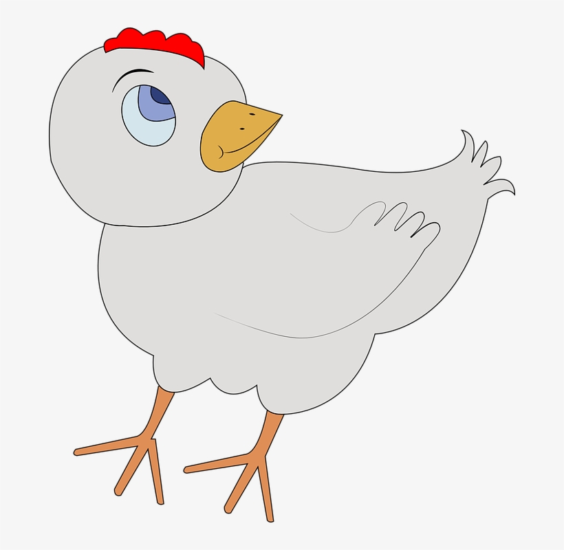 Chicken, transparent png