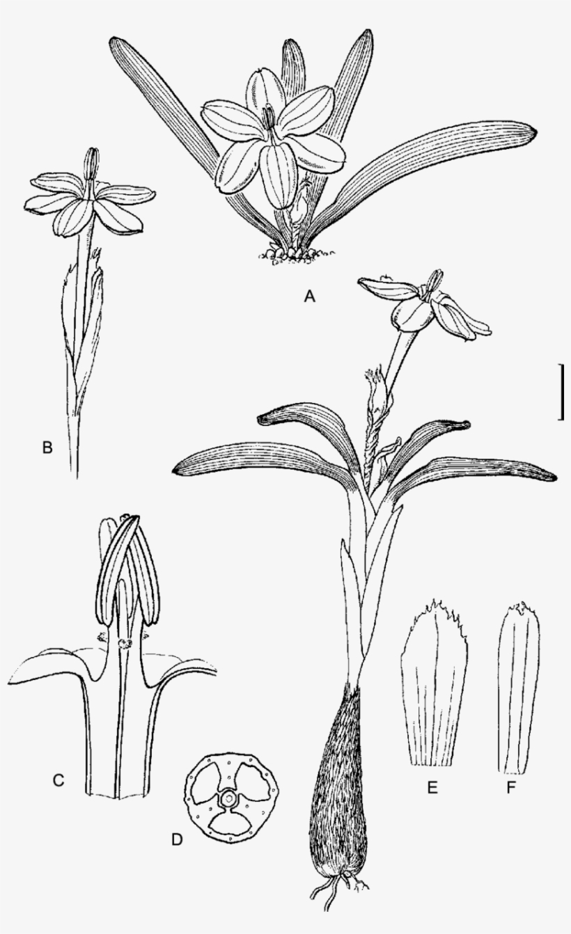 Ixia Acaulis, Perry 3732 - Sketch, transparent png