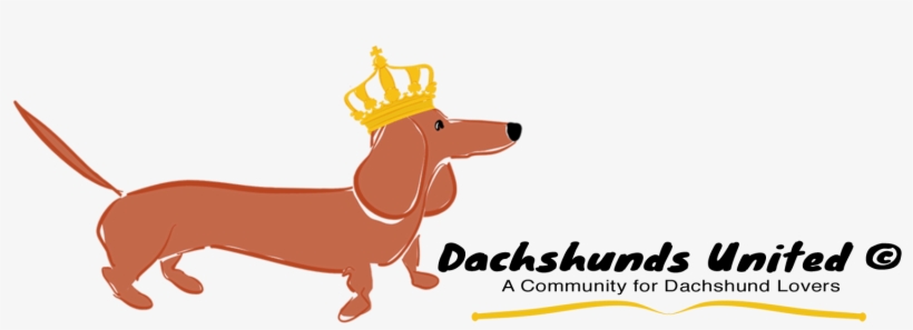 Dachshunds United - Dachshund, transparent png
