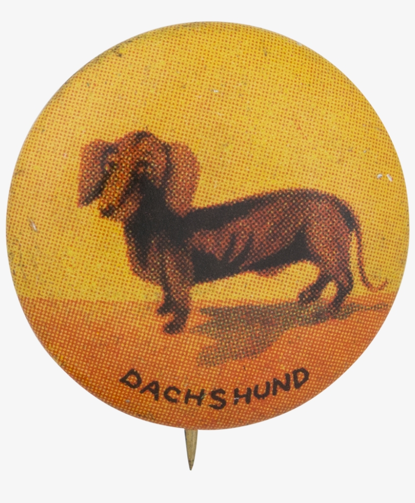 Dachshund, transparent png