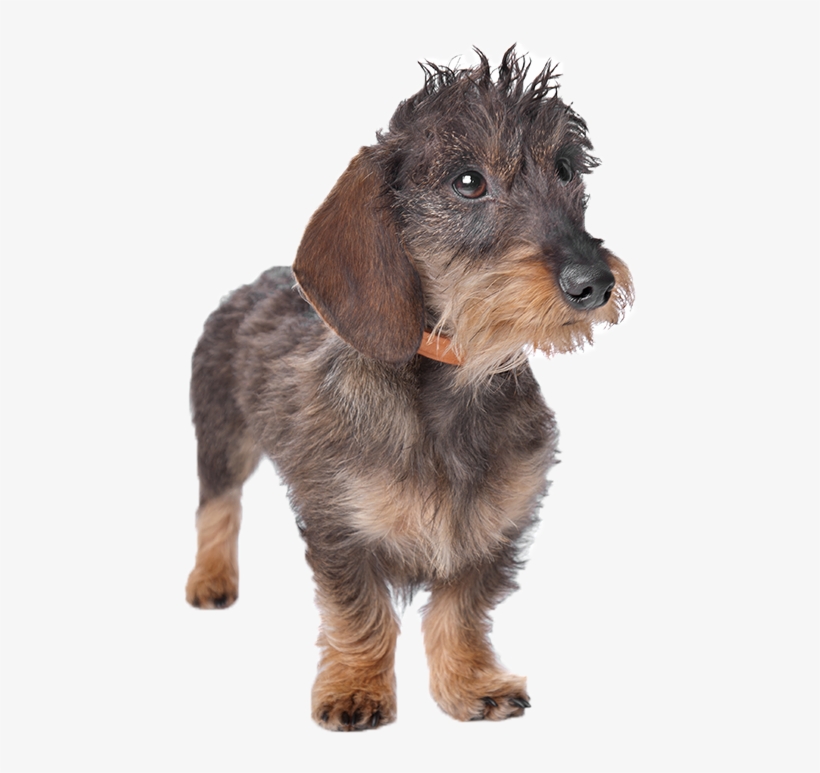 Best Dog Beds And Coats For Miniature Dachshunds - Companion Dog, transparent png