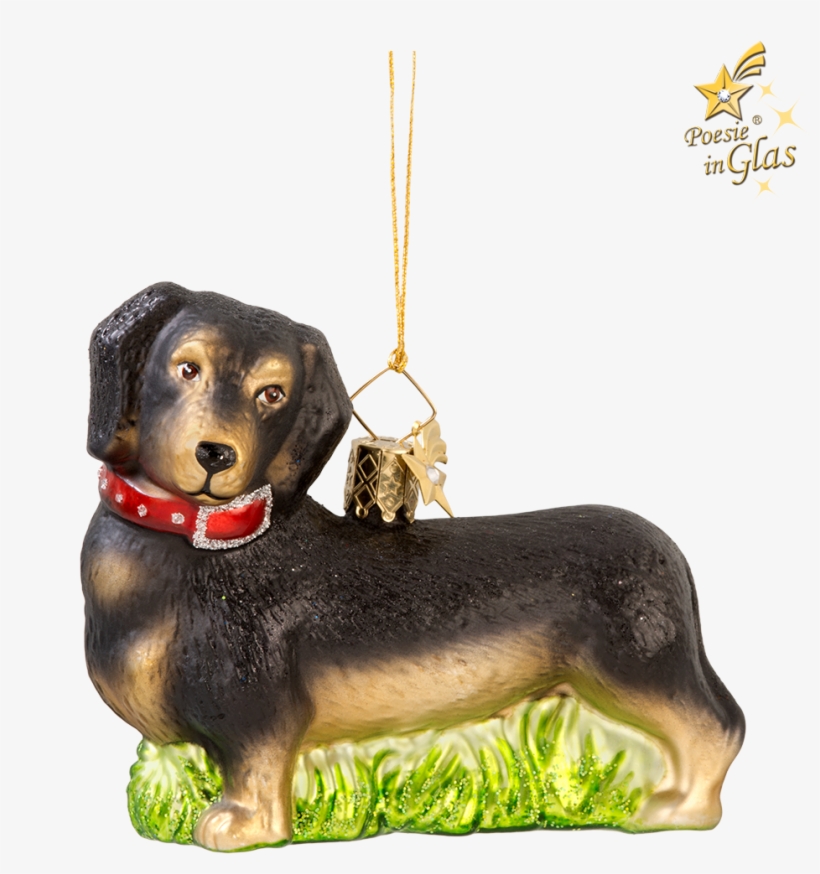 Dachshund, transparent png