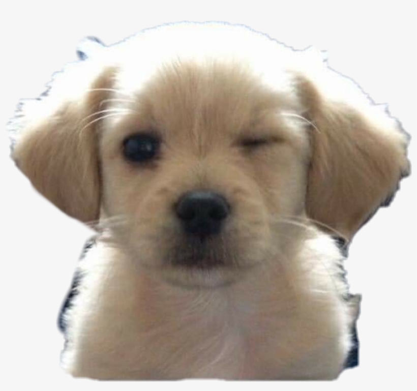 Shh Sticker - Emoji Dogs, transparent png