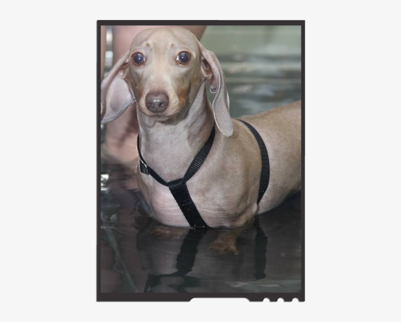 Dachshund Prevention Therapy - Companion Dog, transparent png