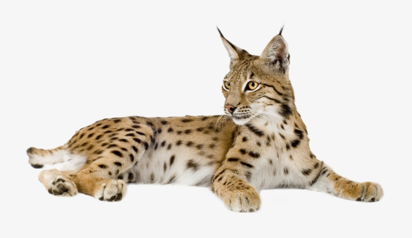Lynx Png - Lynx Cat, transparent png