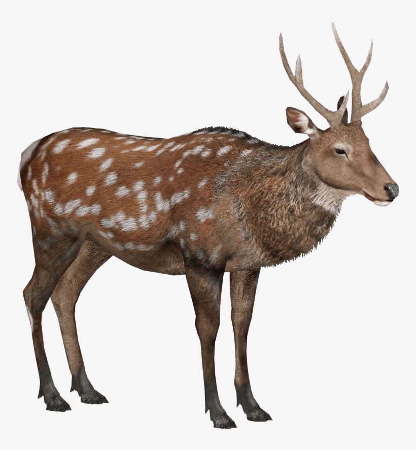 Sika Deer Lgcfm Zt2 Library Wiki Fandom - Forest Animals Png, transparent png
