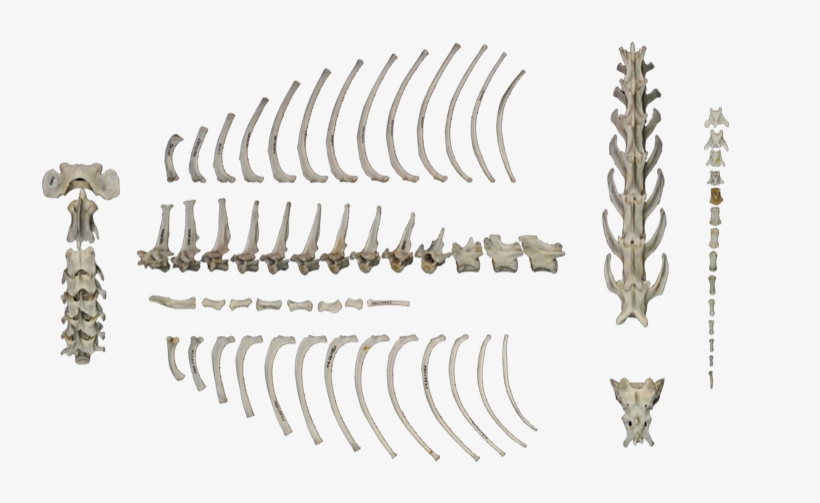 Esqueleto Postcraneal, transparent png