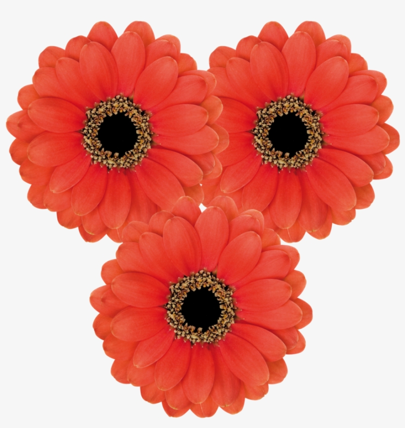 Florist Holland - Barberton Daisy, transparent png