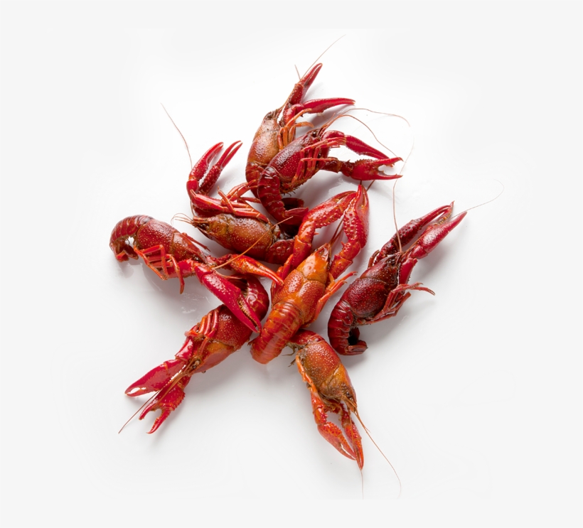 Crawfish - Caridean Shrimp, transparent png