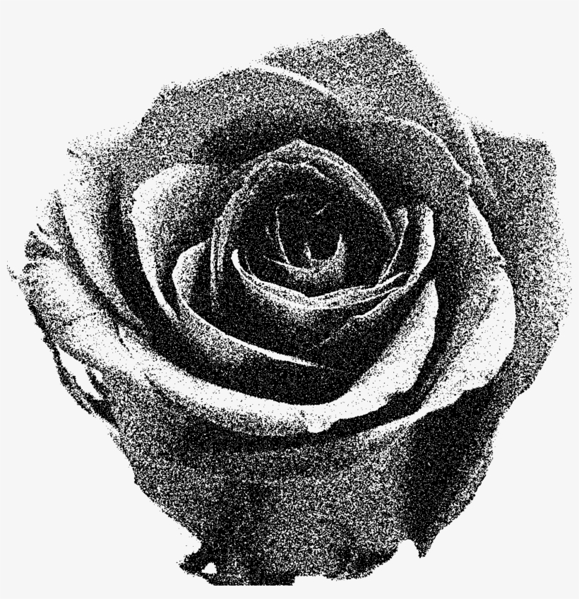 Designs Rose Black White And Opacity Png Designs Rose - Grey Rose Png, transparent png