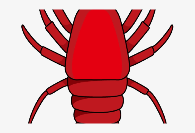 ลาย เส้น กุ้ง, transparent png