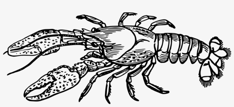 Crawfish Clip Art 29, - Lobster Black And White, transparent png