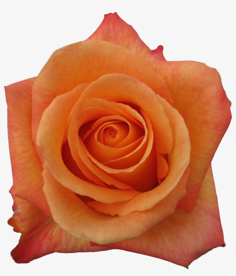 Rose Confidential, transparent png