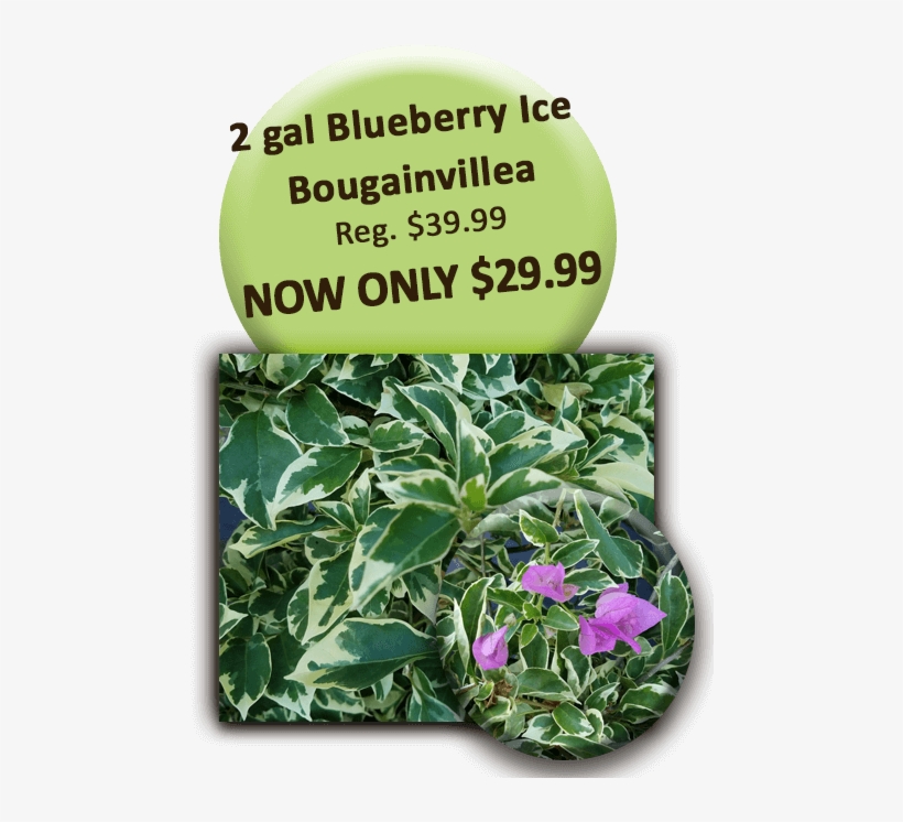 2 Gal Blueberry Ice Bougainvillea - Professor Edward Burger, transparent png