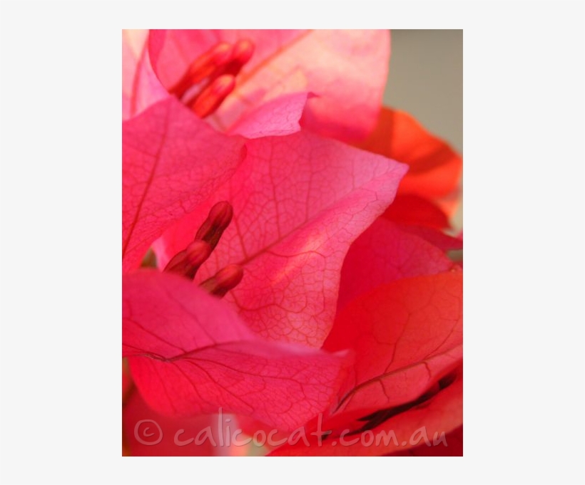 Photo Of Bougainvillea Flowers - Close-up, transparent png