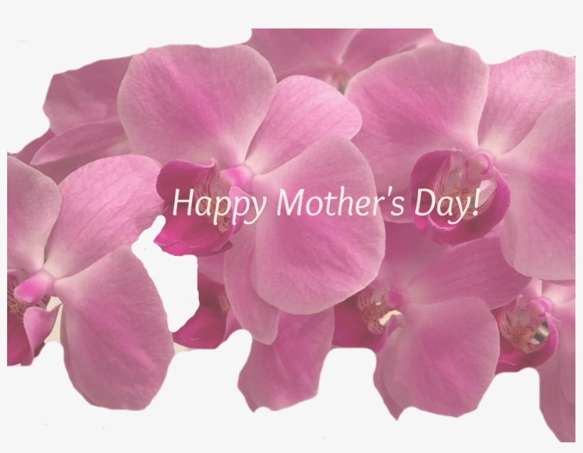 Mothers Day Guide 2016 Choc Twist Of The Month Picm - Artificial Flower, transparent png