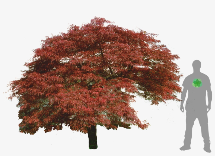 Acer Palmatum, Cad Drawing, Silhouettes, Presentation, - Acer Palmatum Png, transparent png