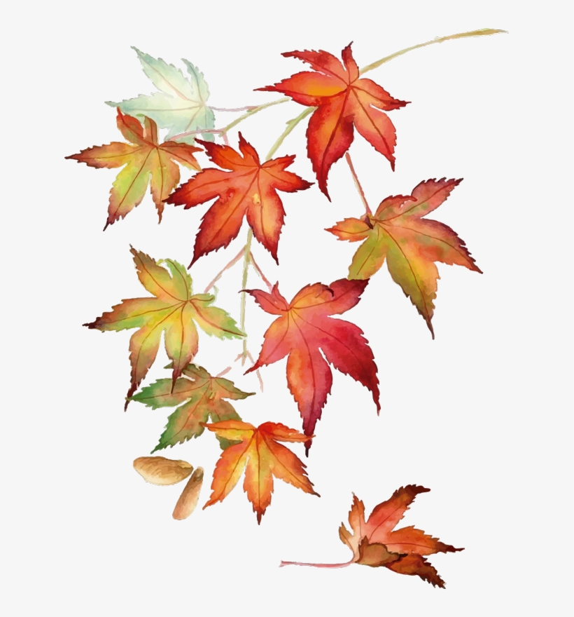 Wall Colour - Japanese Maple Watercolor, transparent png