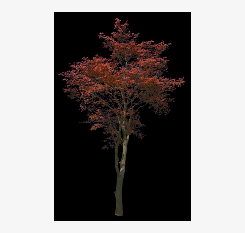 Autumn, transparent png
