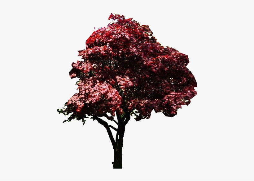Photo Japanese Red Maple Tree Elaine Manley1 - Swamp Maple, transparent png