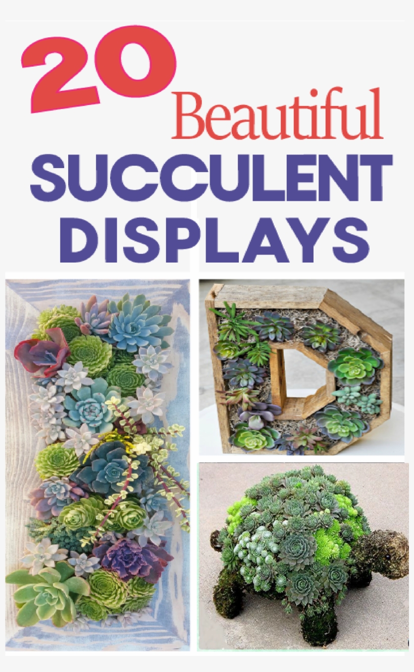 Professionally Design A Flower Bed - Succulent Garden, transparent png