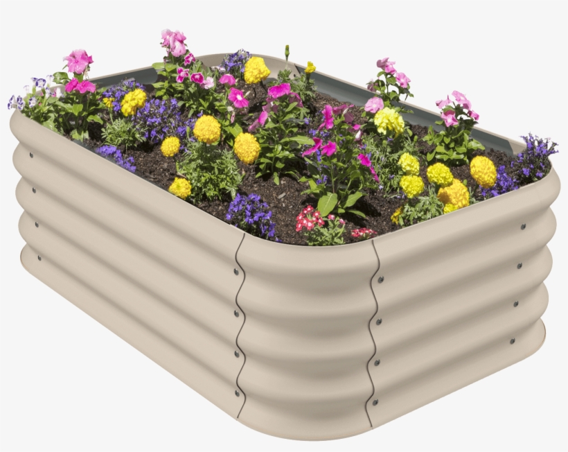 Garden Bed Hero Shot With Flowers - Chrysanths, transparent png